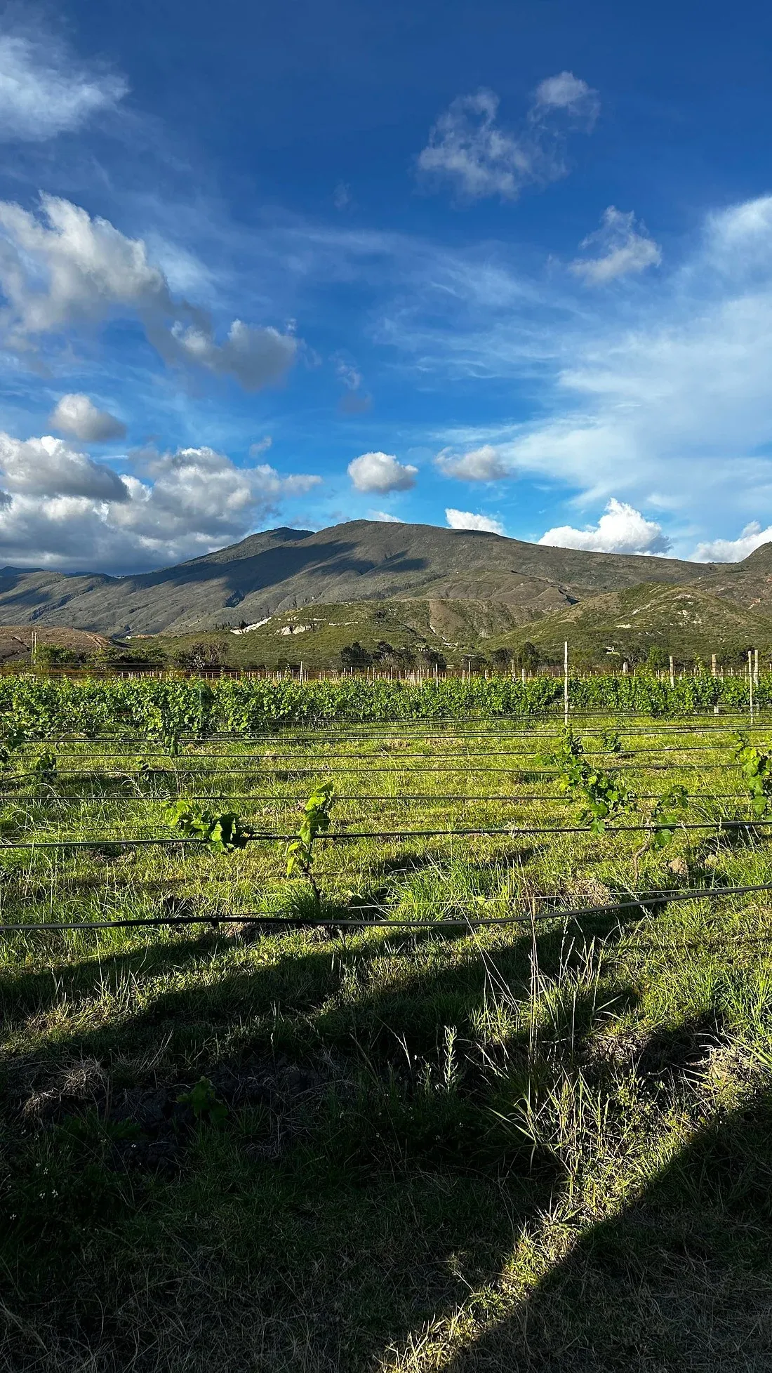 Viñas jóvenes con el Santuario de Fauna y Flora Iguaque al fondo